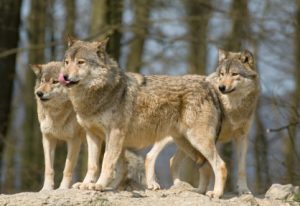 Bei Wölfen überlebenswichtig: Ist die Leitwölfin trächtig, sind die anderen Wölfinnen scheinschwanger