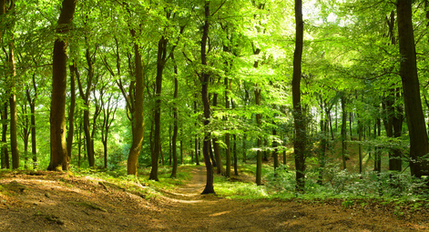 Waldweg im Sommer