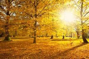 Trotz Herbstblues – auch die Schmuddelwetter-Jahreszeit hat ihre sonnigen Seiten. 